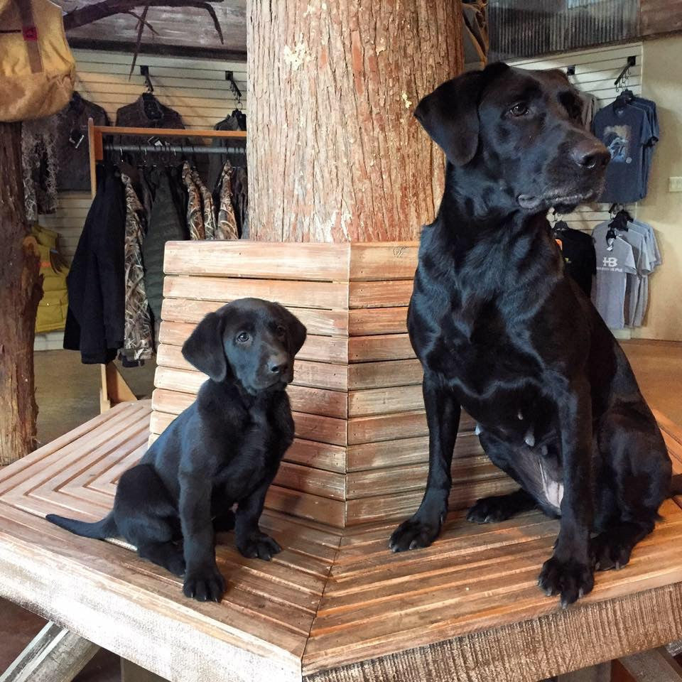 Dog Training- House Breaking