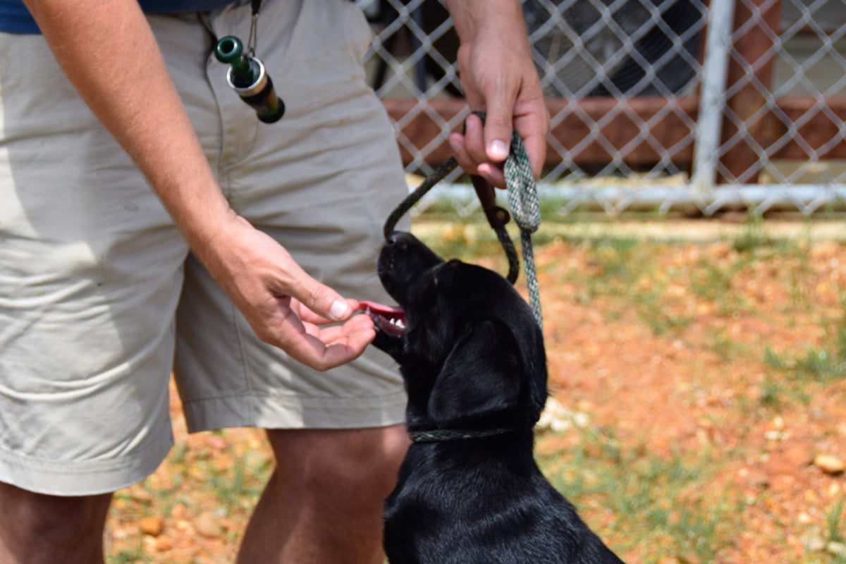 Dog Training- Simple Obedience
