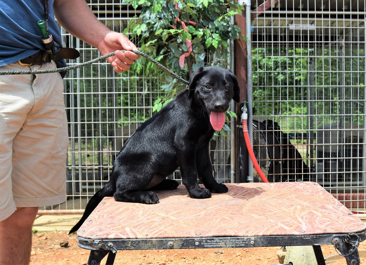 Dog Training- Getting Started With a New Puppy